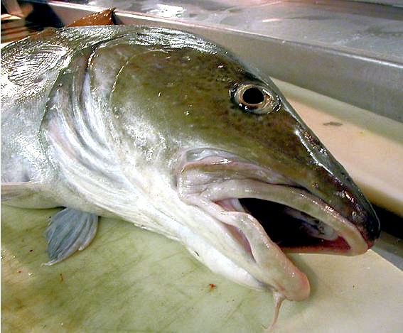 Gadus morhua_224